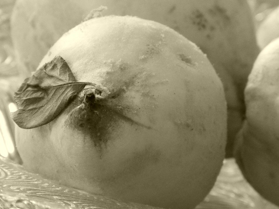 quince close up, black and white