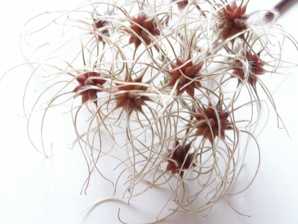 fresh and beautiful wild flowers
