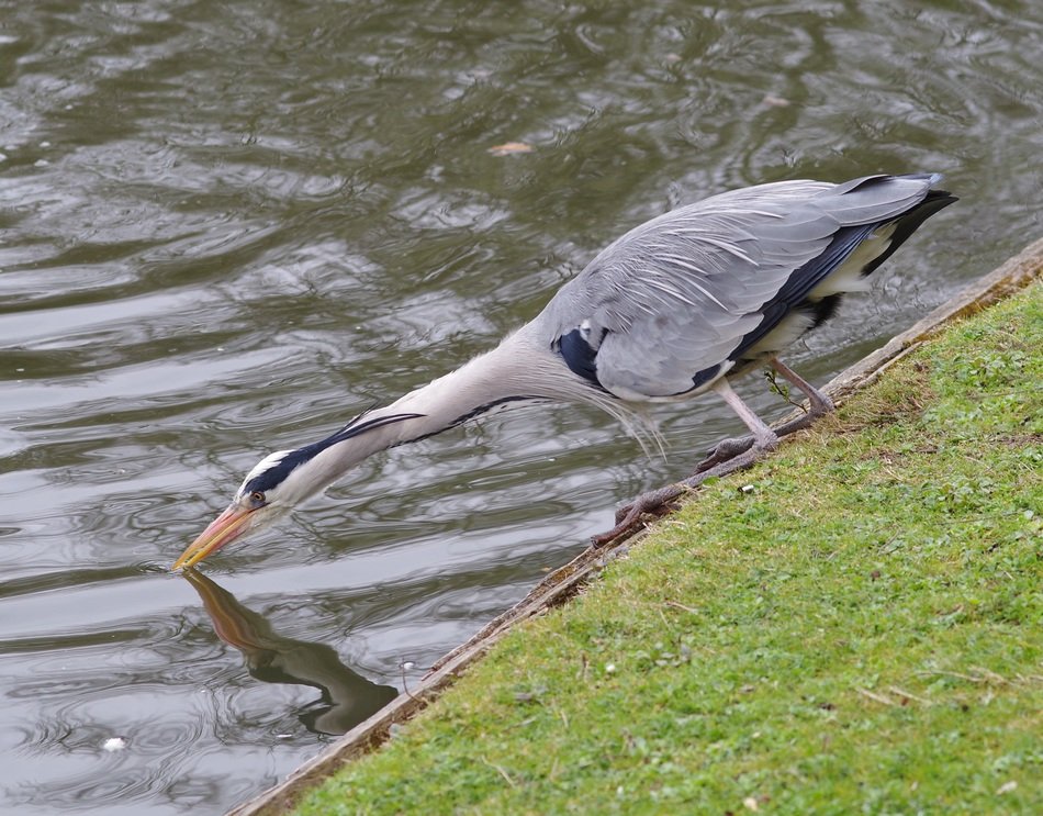 Water Heron fishing in wildlife