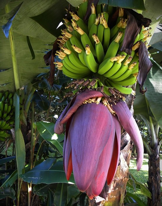 purple flower banana tree