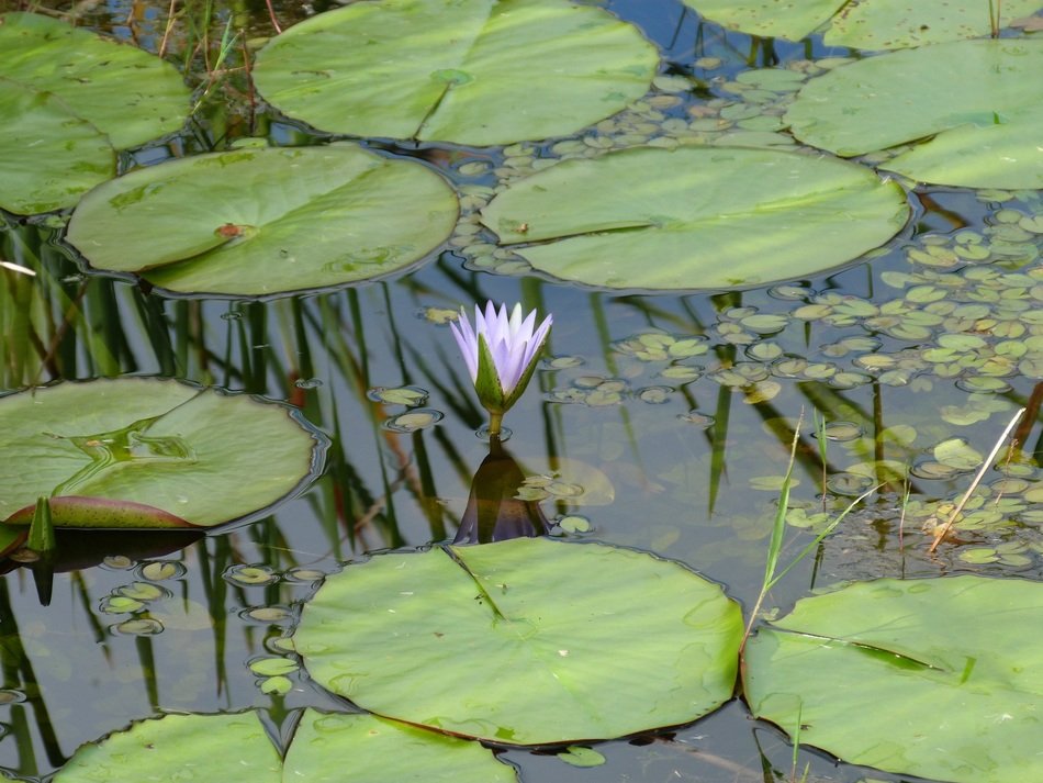 water lily flower and leaves on still water