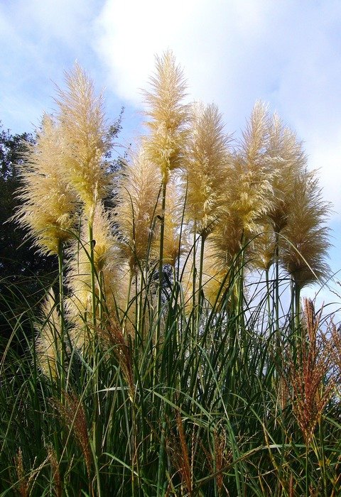 Photo.of pampas grass in nature