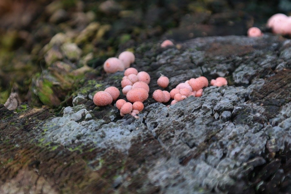 pink blood milk mushroom