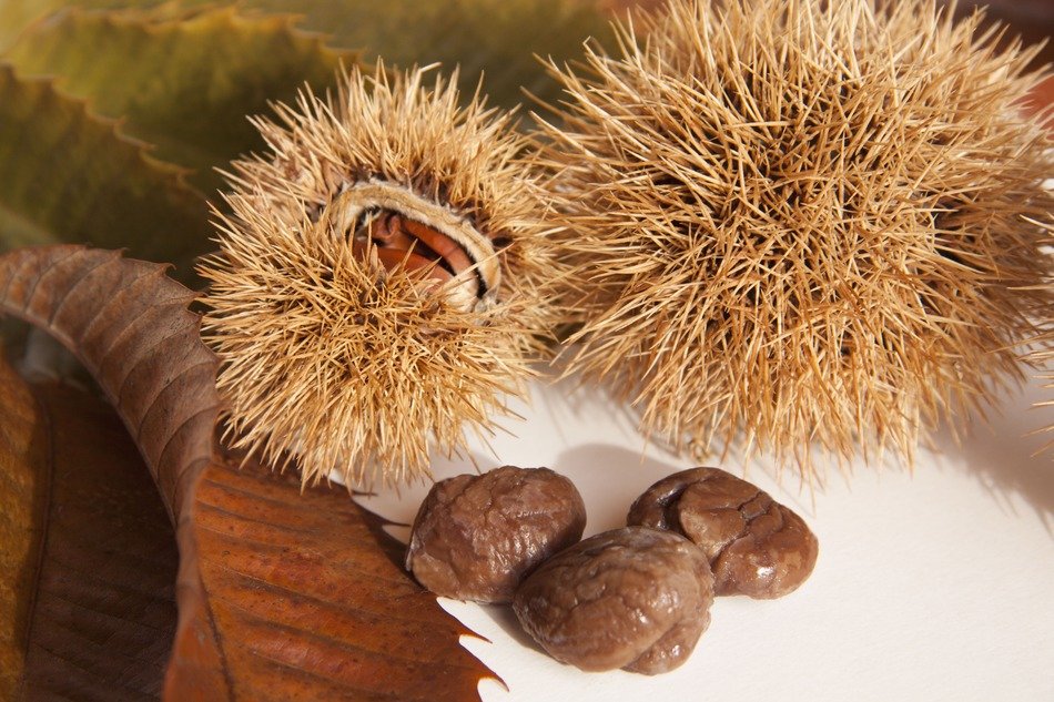 Variety of chestnuts