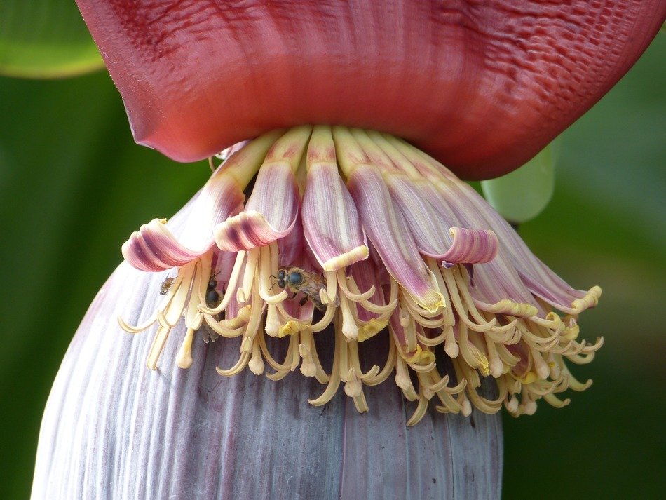 Beautiful banana flowers