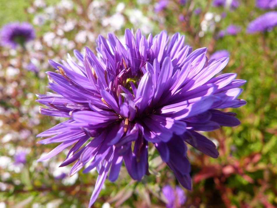 nice violet flower