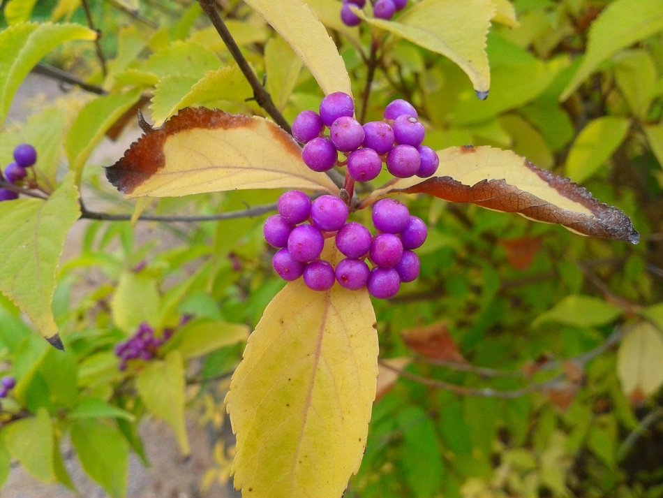 plant violet fruit