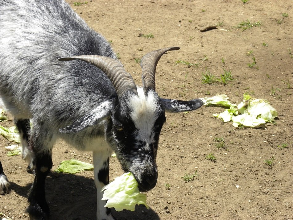 grey goat eating lettuce outdoor