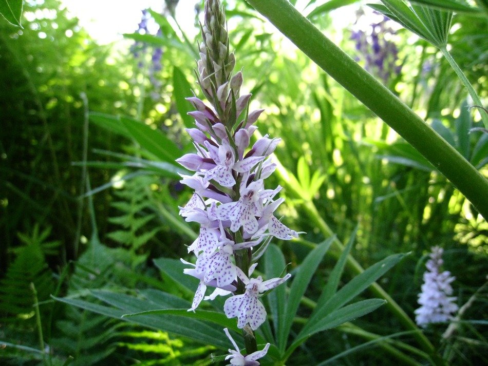 Wild orchides in summer