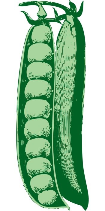 drawing green peas in a pod