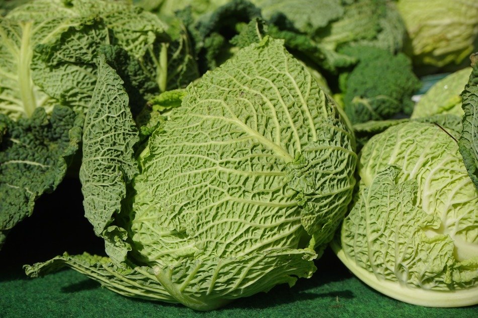 savoy green cabbage macro view
