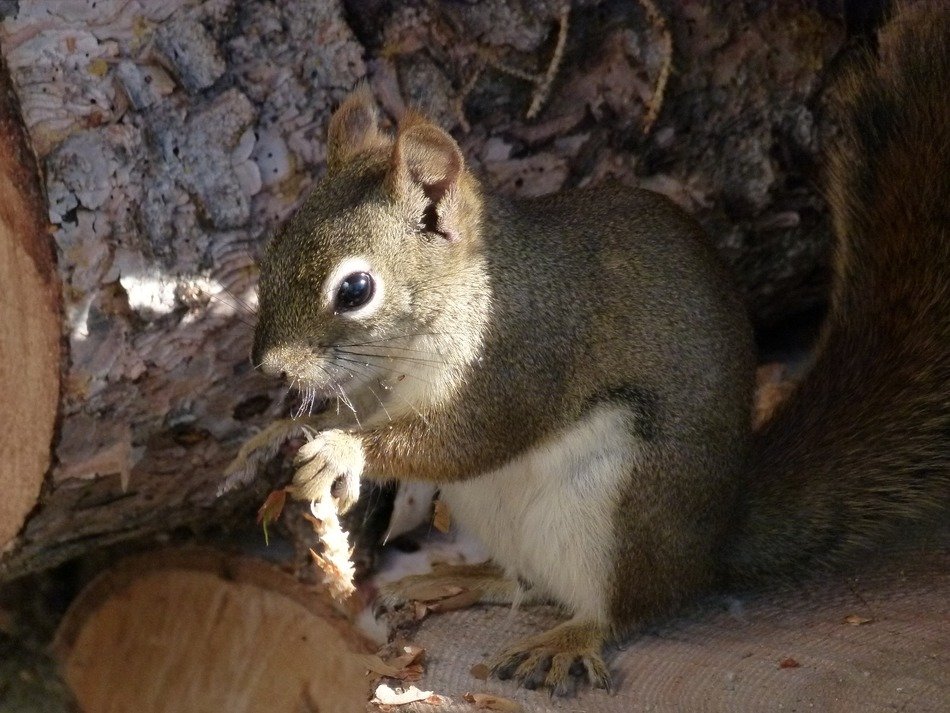 Colorful furry squirrel with acorn in the forest