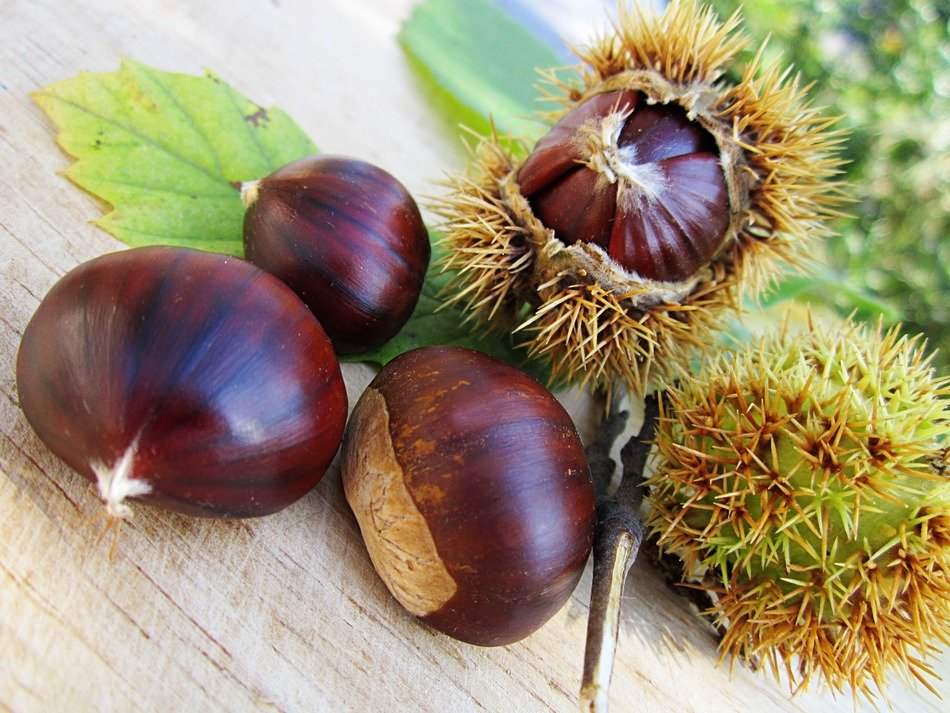 brown organic chestnuts with seed close-up