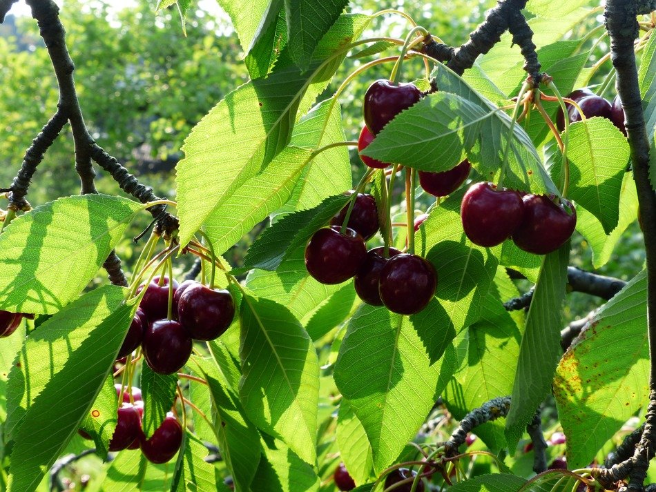 bird cherry tree