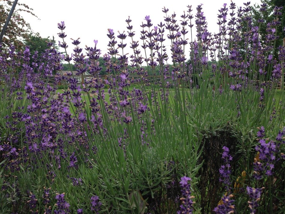 Beautiful lavanda flowers