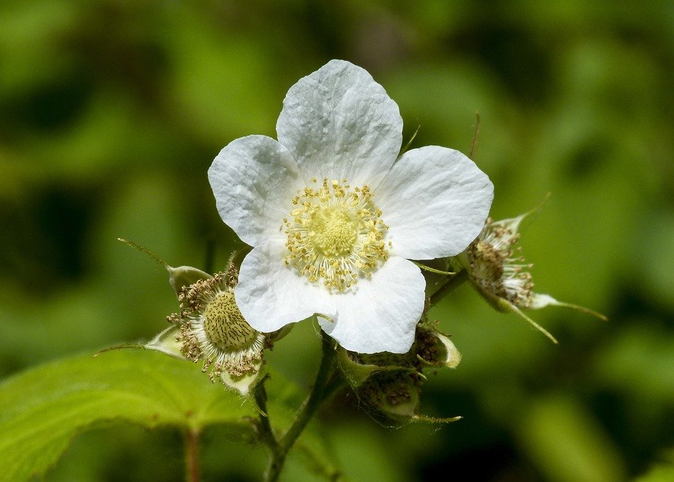 thimble flower on nature background