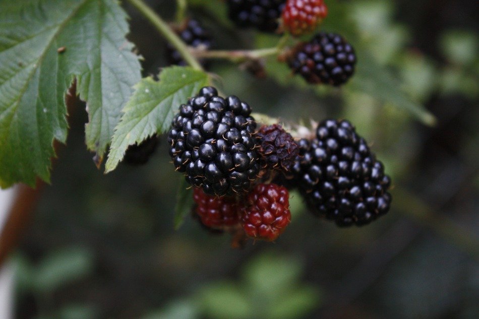 black and burgundy blackberries on a branch close-up