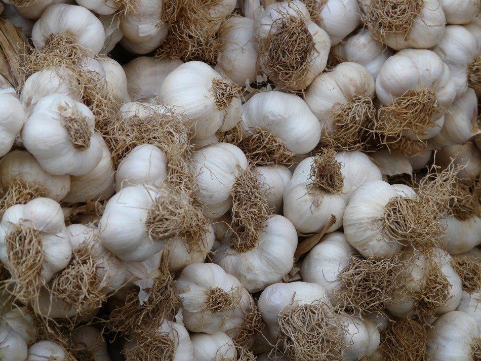 heads of garlic with the mustache