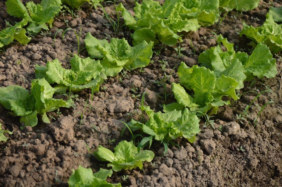lettuce leaves on the beds