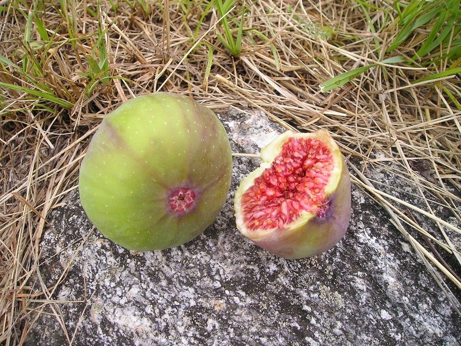 ripe figs on dry grass