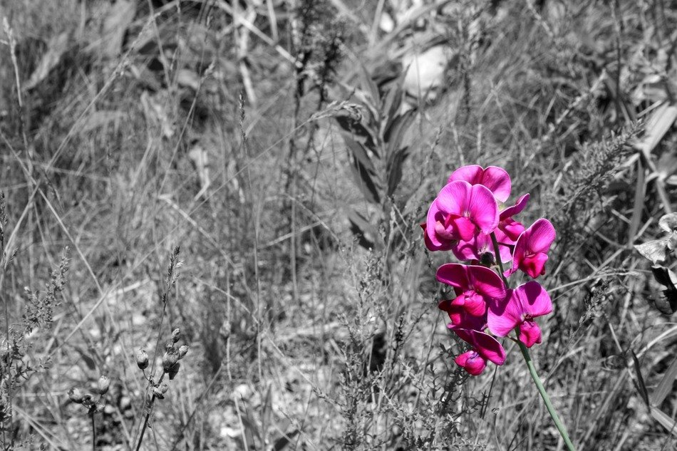 wild pink flower black and white photo