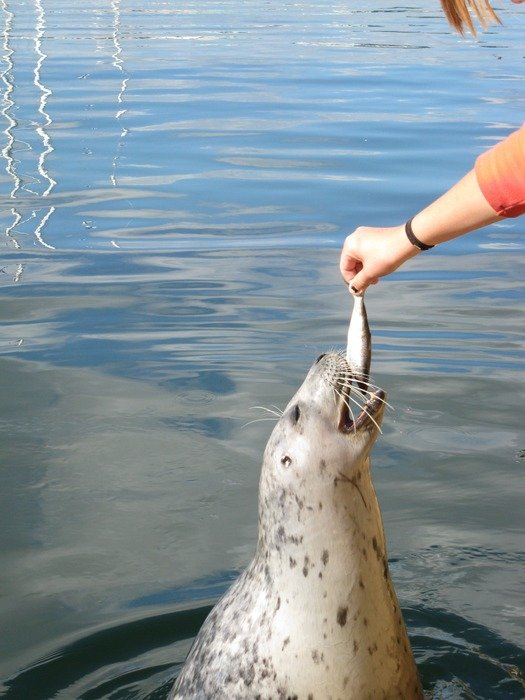Feeding the seal