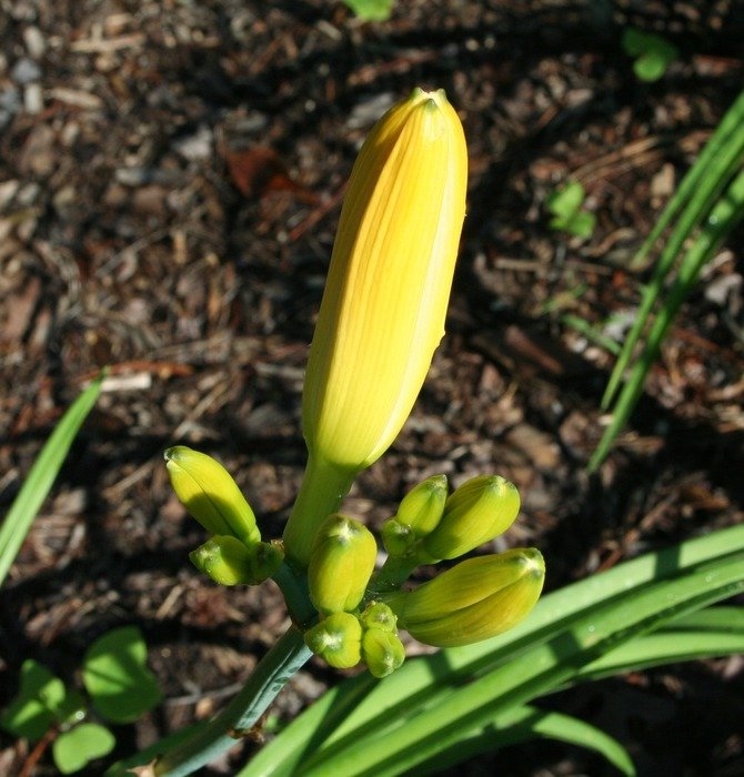 lily bud in the garden