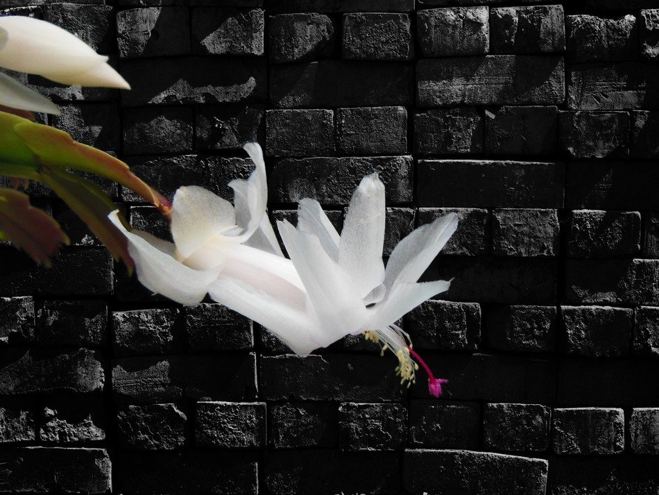 fresh and beautiful christmas cactus