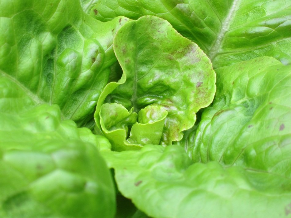 fresh and beautiful lettuce plant