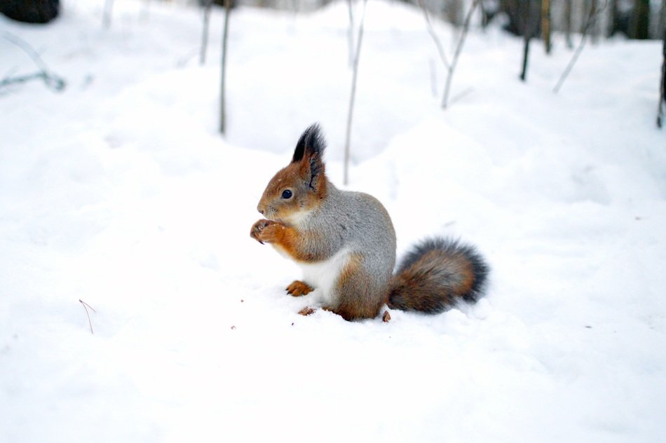 pretty squirrel sitting on snow surface