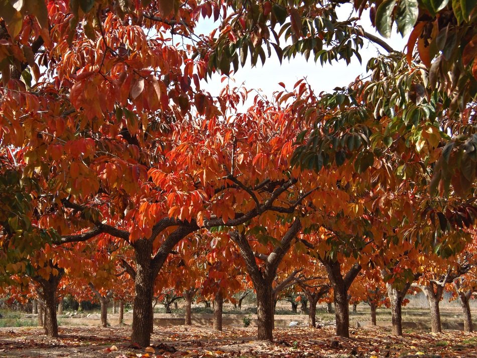 fruit trees with red and yellow leaves