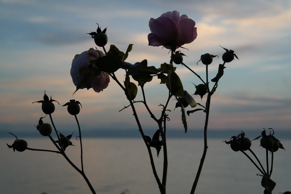 wild rose bush at sunset