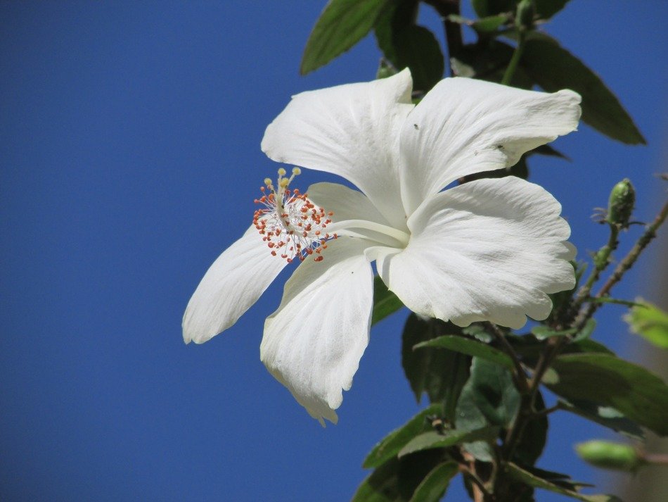 fresh and beautiful white wildflower
