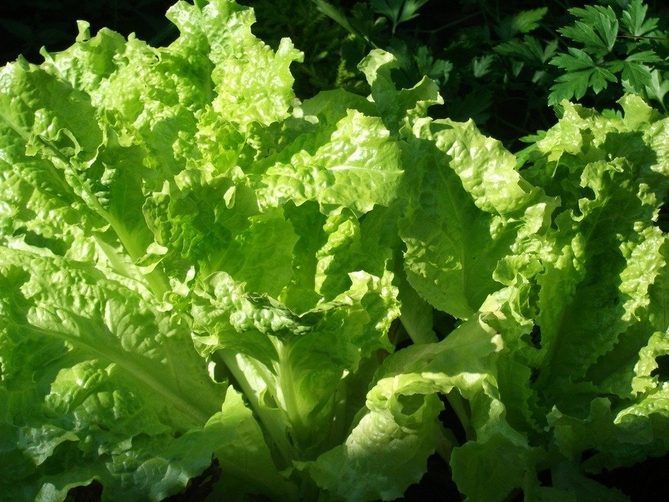 fresh green homegrown