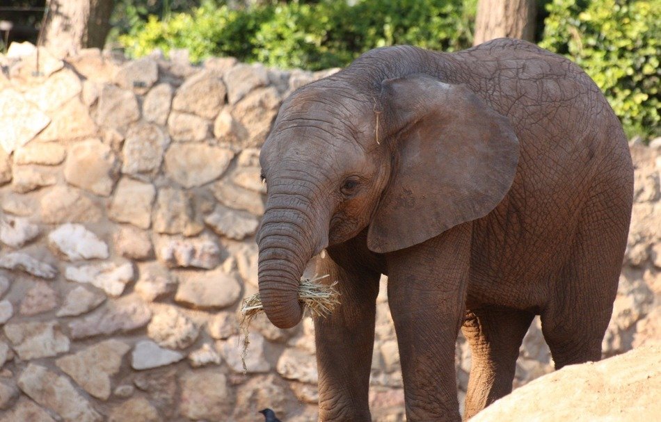 baby elephant in the wildpark