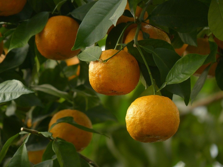 harvest of tropical tangerine