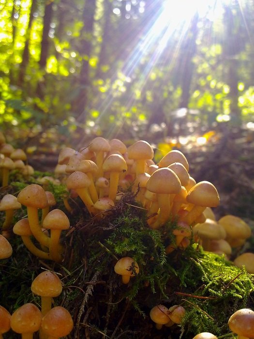 sea of mushrooms