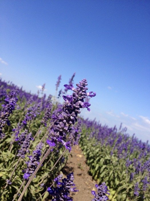 Beautiful fields with the lavender flowers