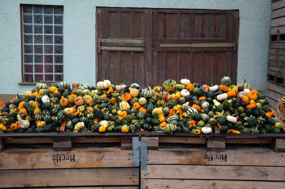 mix of pumpkins