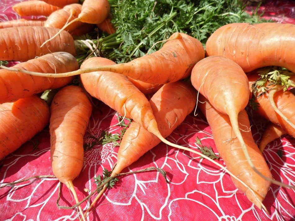 natural carrots with stems