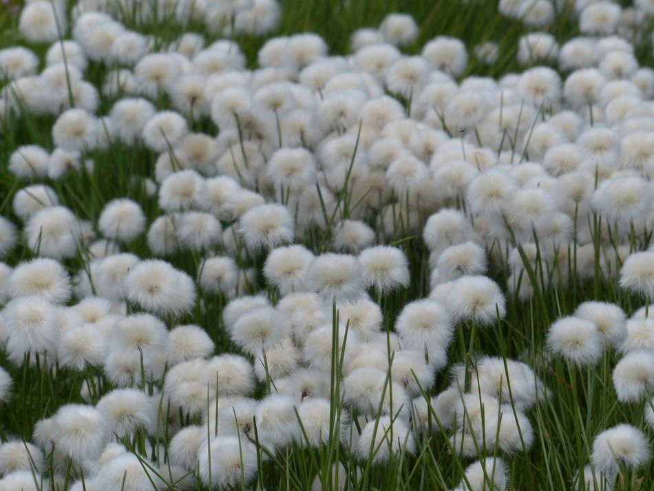 a field of scheuchzer’s cottongrass