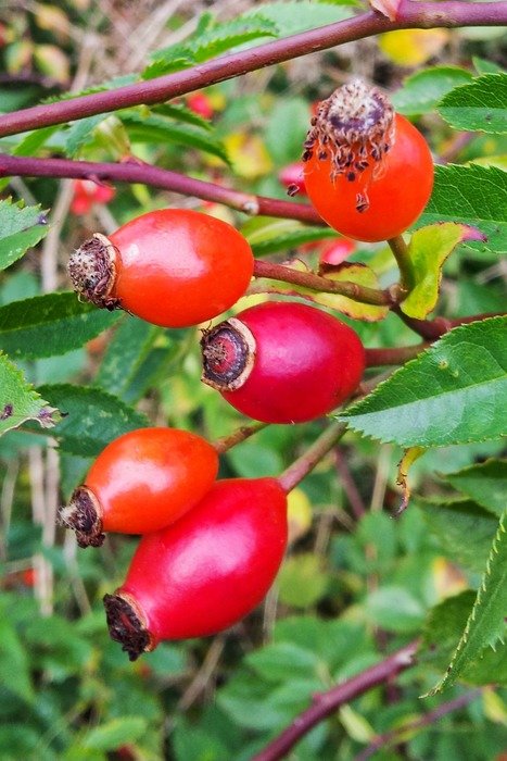 rose hip-antioxidant