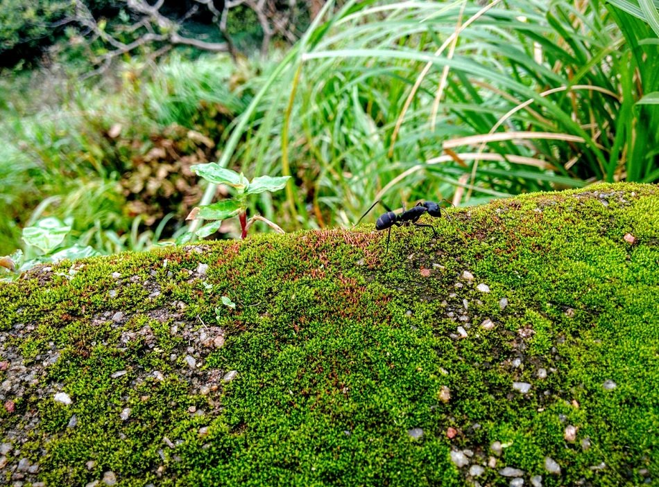 Ant on the moss