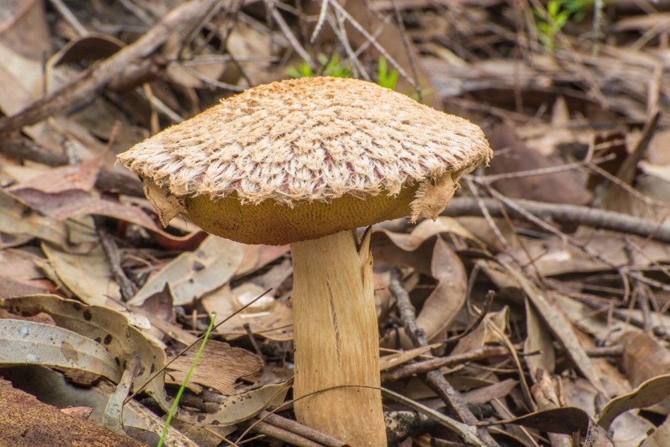 hairy mushroom in the forest