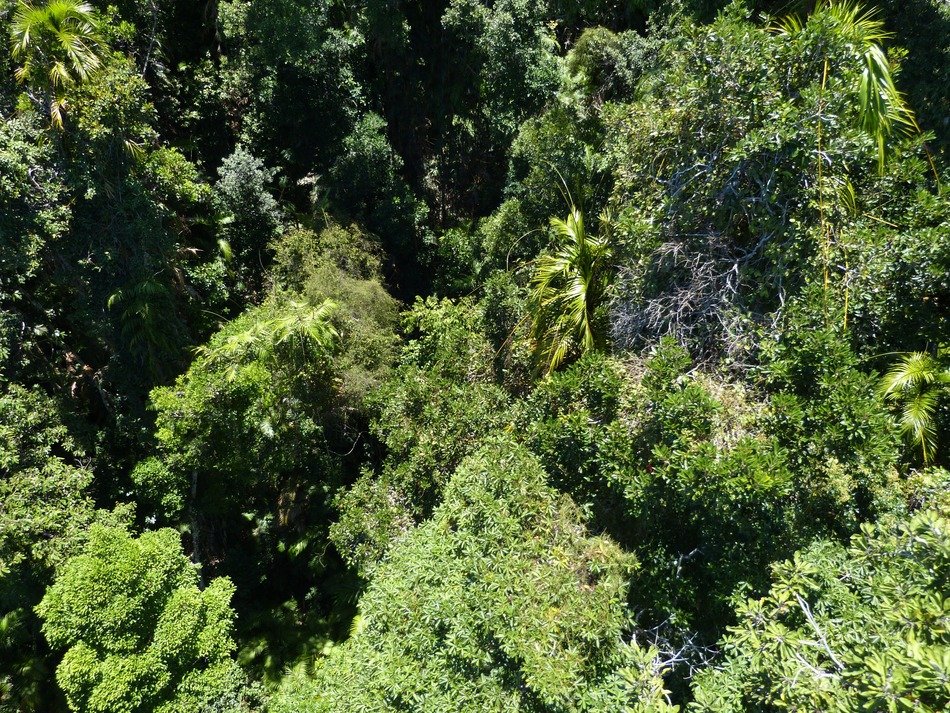top view of the tropical forest on a sunny day