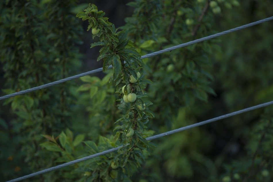 green fruit on a tree behind a fence