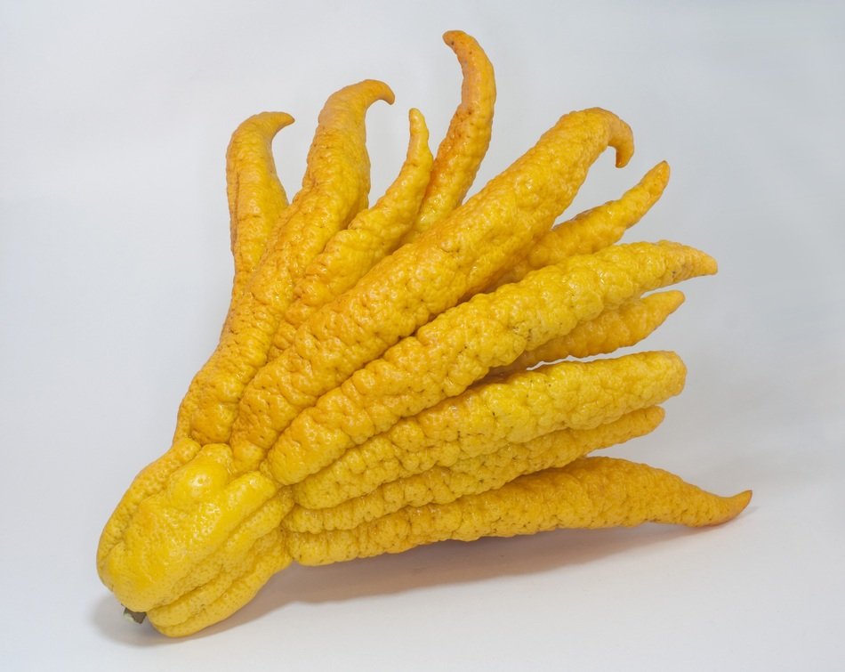 Buddha hand on a white background