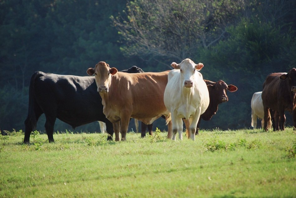 a herd of cows on a farm land