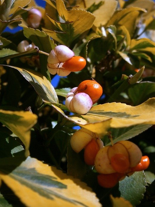 Berries on the periwinkle
