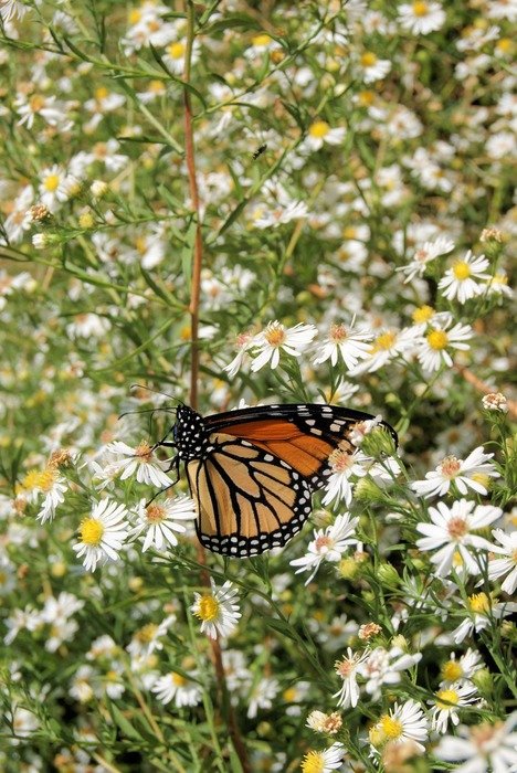 monarch butterfly insect